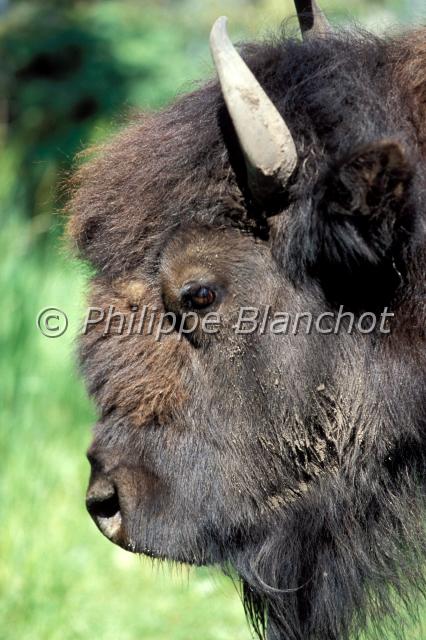 bison athabascae.JPG - Bison des ForêtsBison bison athabascaeWood bisonArtiodactyla, BovidaeCanada